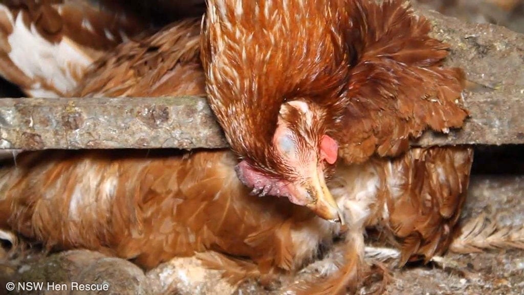 Starving hens to force them to lay more eggs