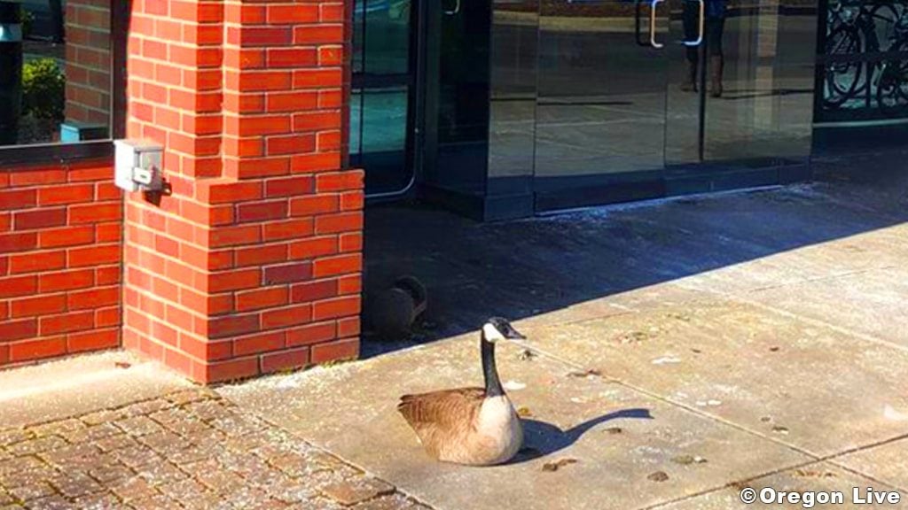 Heartbreaking: Goose Waits Day After Day For Spouse Who Was Killed