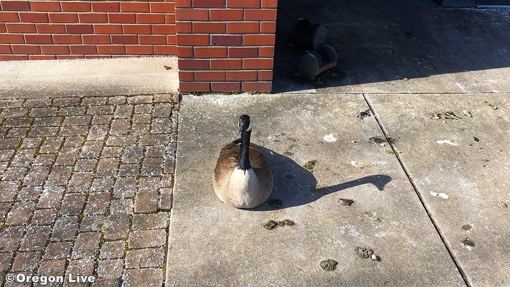 Pat the goose waits outsides the building. (Photo: Oregon Live)