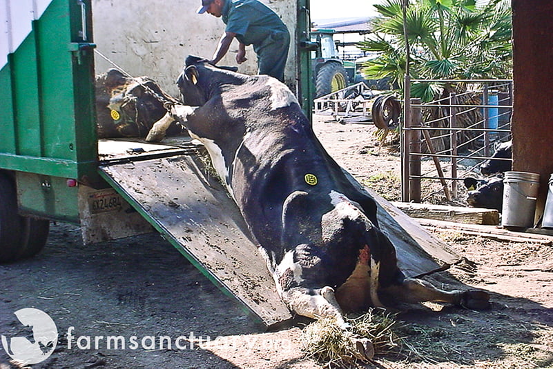 Dairy cow who collapsed being sent to slaughter although she can’t even walk.