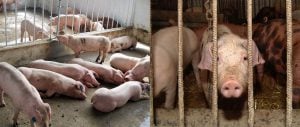 Group of pigs vs. individual pig