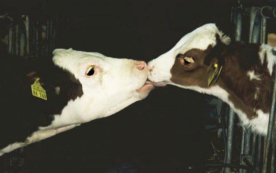 Mother Cow - Final Kiss to Baby Calf