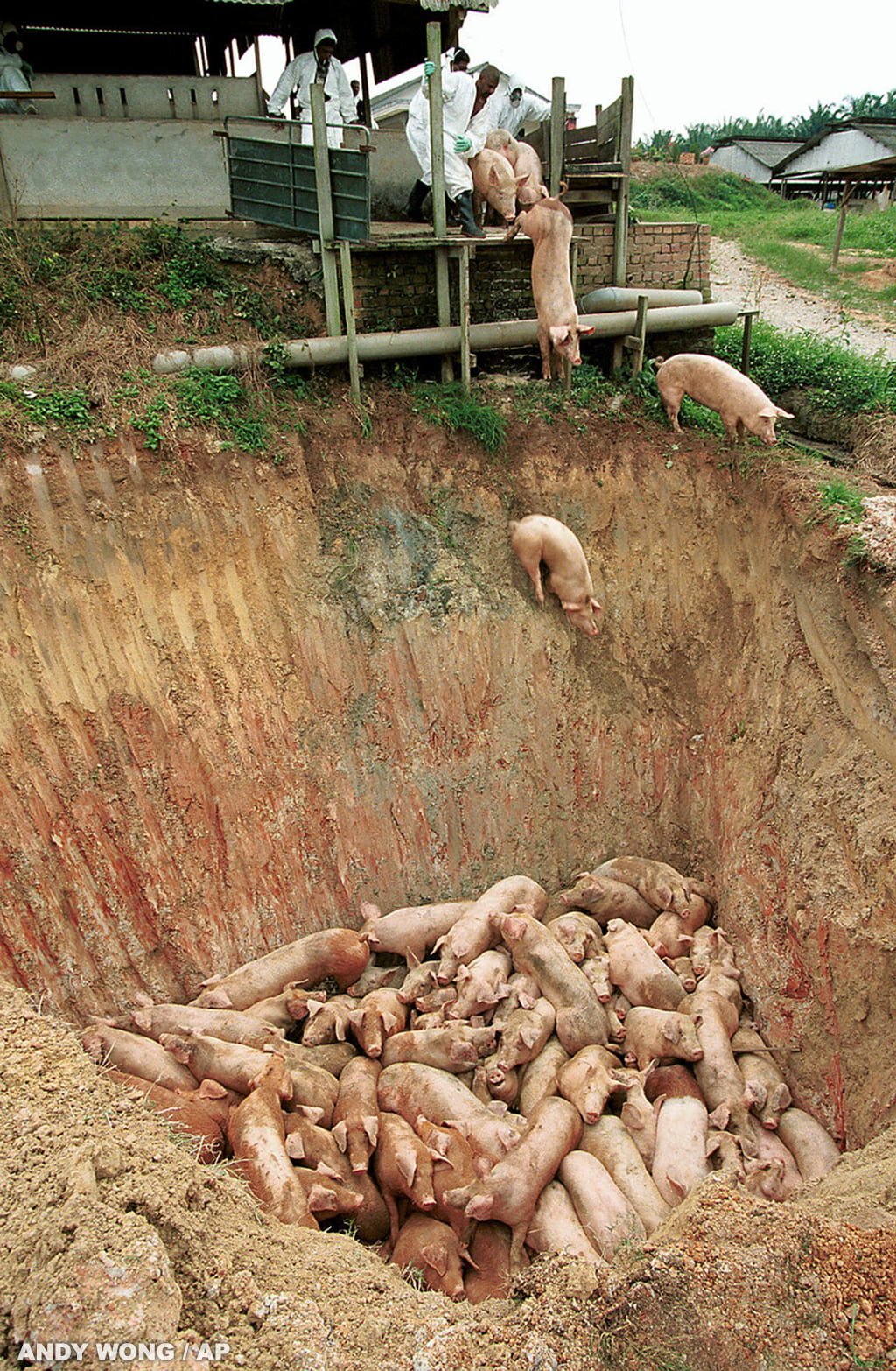 Pigs buried alive in Malaysia.