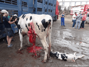 Pregnant cow from Germany during her transportation to be slaughtered