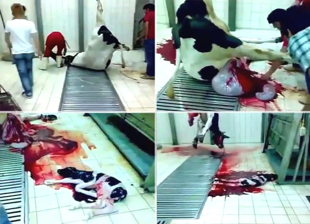 Slaughtering mother cows while pregnant