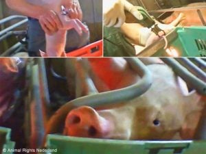 Torturing babies in front of their caged mother pigs