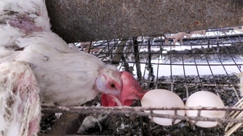 The Hellish Lives of Hens on Egg Farms