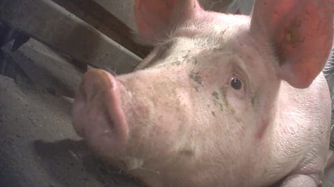 Animal Rights Europe Investigation Inside a Pig Slaughterhouse