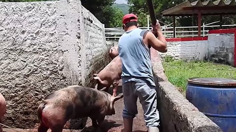 Animals Are Not Things - Mercy For Animals
