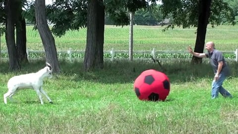 Happy Animals Playing with Balls - Enchanting Video