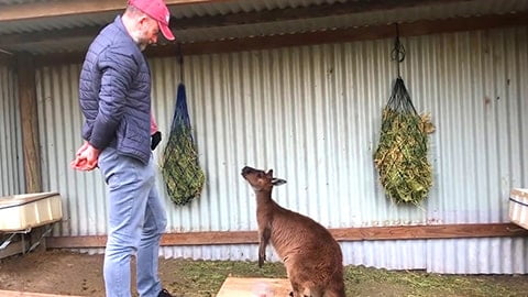 Animals Talk: Animals Communicate with Humans in Their Own Language