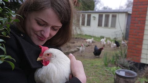 Ava Story - The Egg-Laying Hen who was Rescued from The Egg Industry