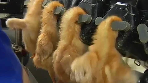 Just Babies - How Humanity Treats Baby Animals
