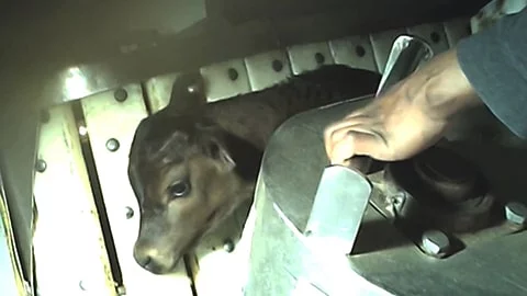 Calf Slaughter - The Killing of Baby Calves