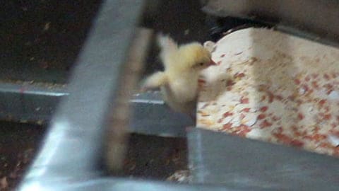 Baby Chicks Ground Up Alive - The Truth About Eggs