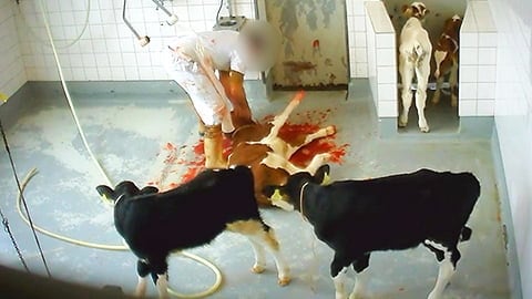 Cow Slaughter - Video Exposing How Cows Are Killed In Slaughterhouses