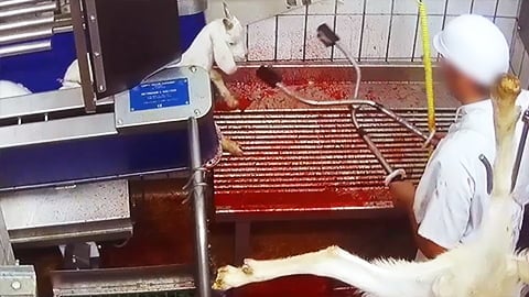 Baby Goats Killed Brutally After Trying to Escape - Organic Meat in France
