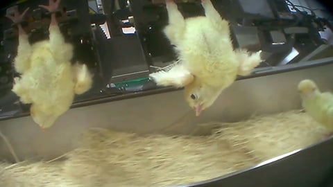 Torturing Baby Turkeys: Meet The Largest Turkey Producer In The U.S.