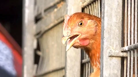 Betrayal - When the One Who Fed You Sends You to Slaughter