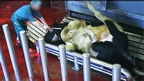New Video Exposes Sickening Violence Behind Organic Meat in Germany