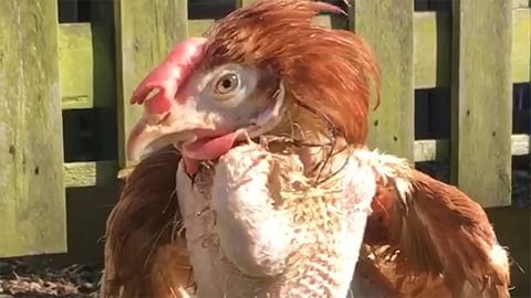 Rescued hen walks on grass for the first time