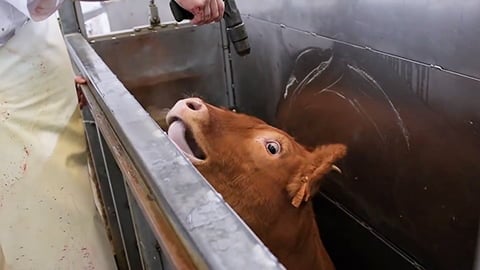 Heartbreaking Video: Calf Begging The Abattoir Worker Not To Kill Him