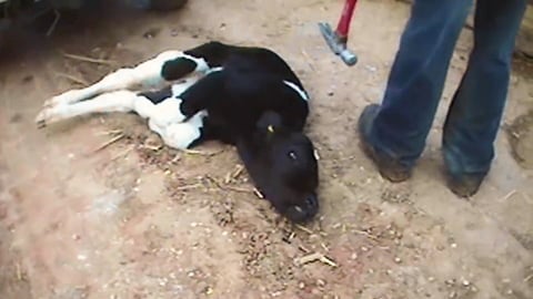Female Calves Killed with Hammers: Video Exposes a Dark Side of Dairy