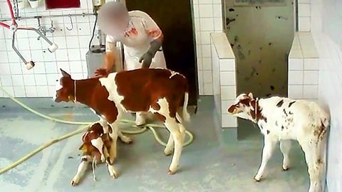 The Fate of Male Baby Calves in the Dairy Industry