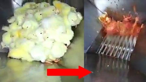 Chick Shredding - Secret Video Shows How Chicks are Shredded Alive