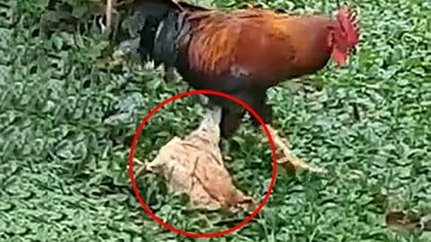 Hen Pretends To Be Dead To Avoid Suitor