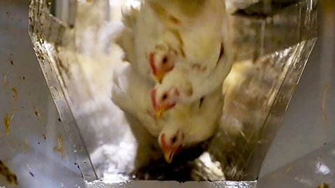 Chicken Slaughter - Secret video shows a modern chicken slaughterhouse