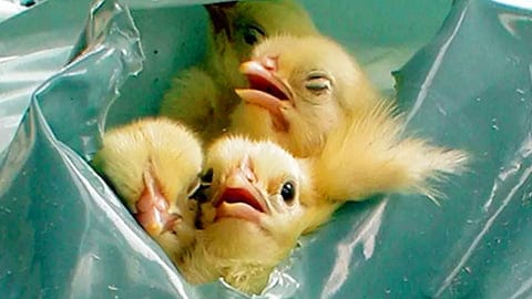 Suffocation of Male Baby Chicks in Garbage Bags