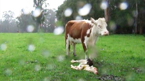Cow silently mourns the death of her baby
