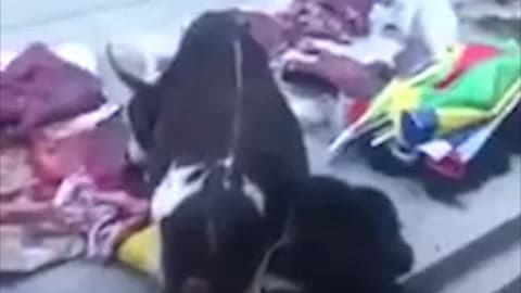 Do Animals Mourn? Cow Grieves and Cries Over a Dead Family Member