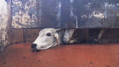 Heartbreaking Video: Cow Trying to Escape Slaughter