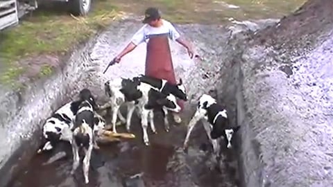 Shooting Baby Calves in the Head - Video Exposing The Horrors of Dairy