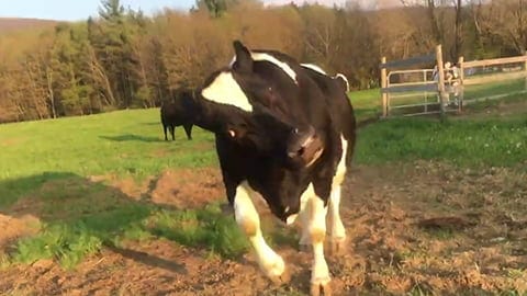 True Happy Cow - Diane the Cow Does her Happy Dance