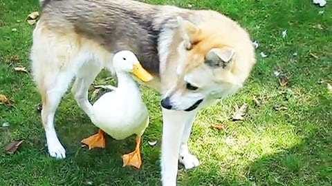 Duck & Dog Best Friends