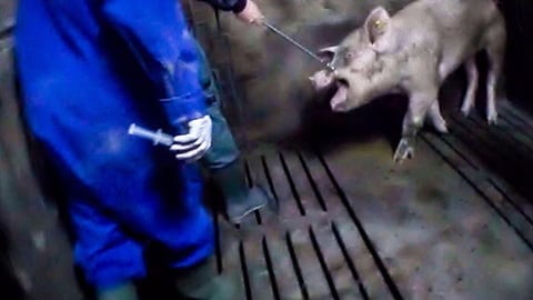 Dutch Pig Farms Horrors: New Video Reveals How Mothers Are Treated