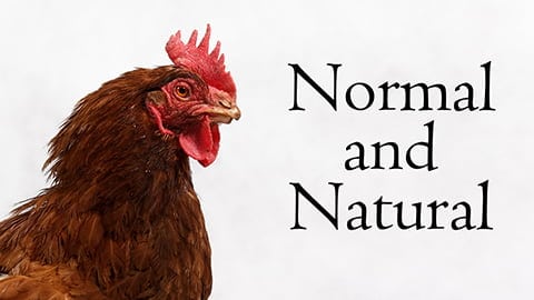 Rescued Hen Enjoys Freedom - Normal and Natural
