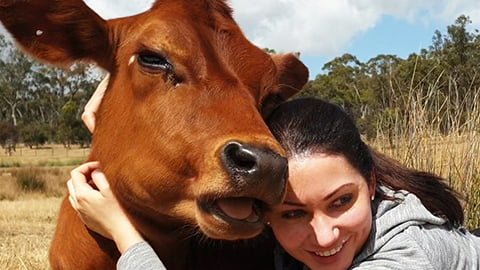 Hugs with Cows - Rescued Cows Receiving Love