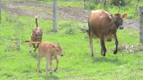 Happy Animals Thrive - Animals' Quest for Happiness