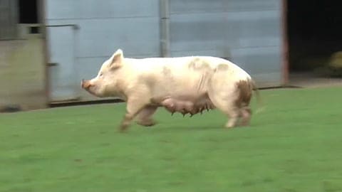 Rescued Pig Dance of Freedom - A Sow Runs Free for the First Time