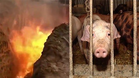 Killing Live Pigs with Burning Fire: Video Shows the Meat Industry in China