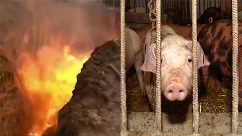 Killing Live Pigs with Burning Fire: Video Shows the Meat Industry in China