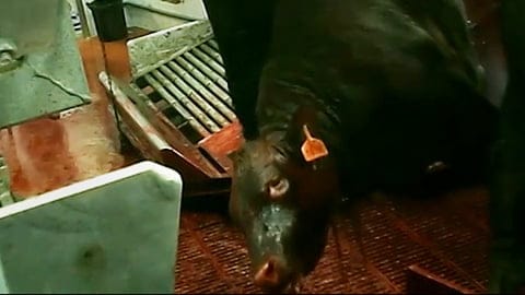 Kosher Slaughter - Video Exposing Israel's Largest Kosher Slaughterhouse