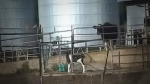 Mother Cow and Baby Reunite for the Last Time