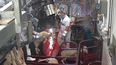 Lamb Slaughter in Australia - Leaked Video will Change Your View on Meat