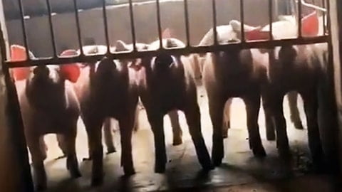 Mind-Blowing Pig Intelligence - Just How Smart Are Pigs?