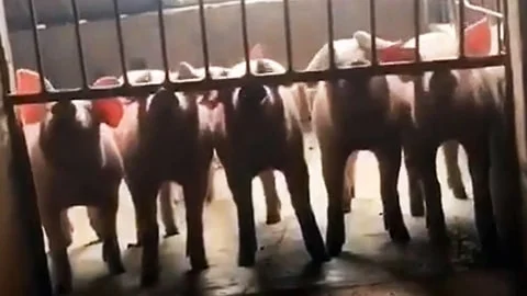 Mind-Blowing Pig Intelligence - Just How Smart Are Pigs?